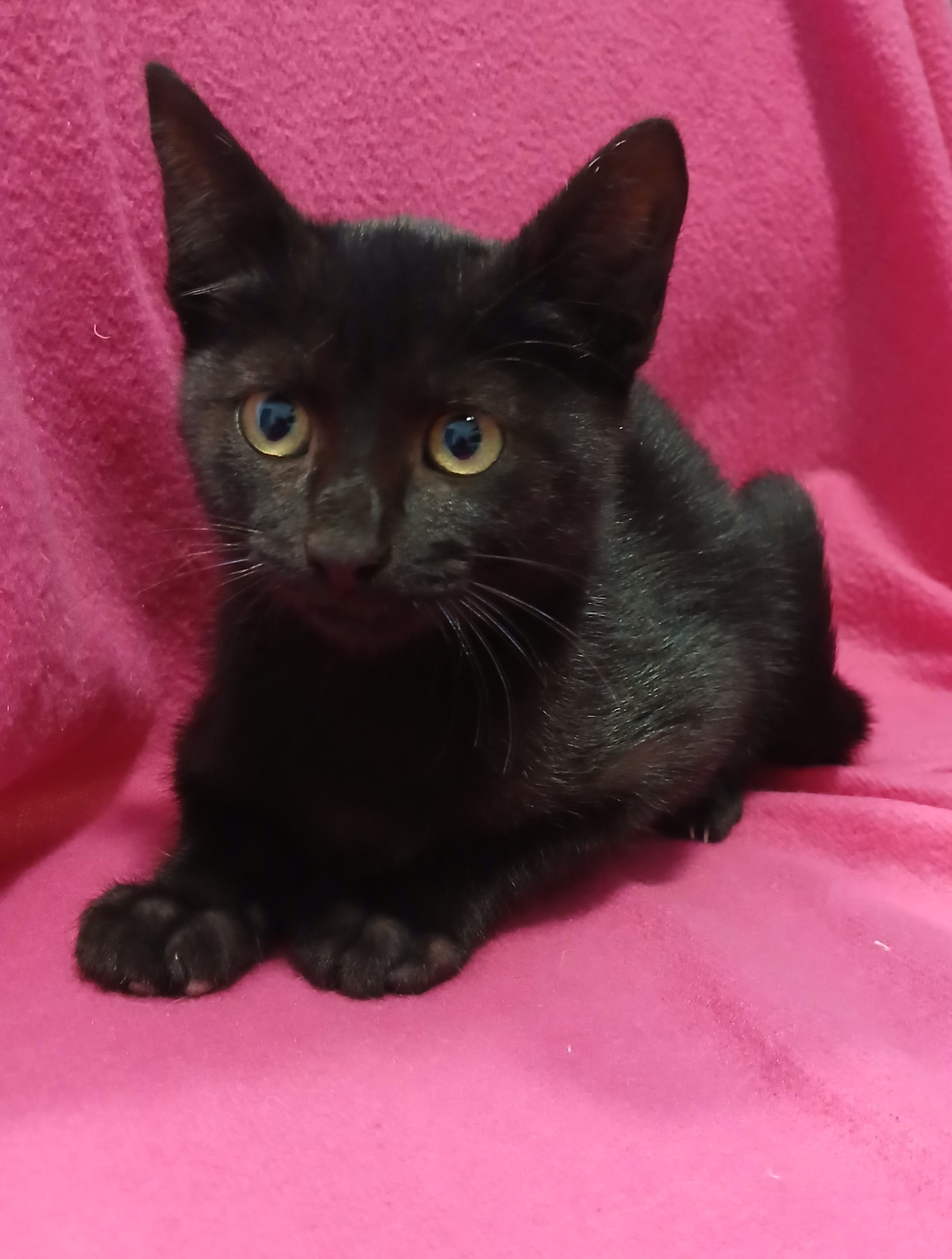 2ª gata preta fêmea