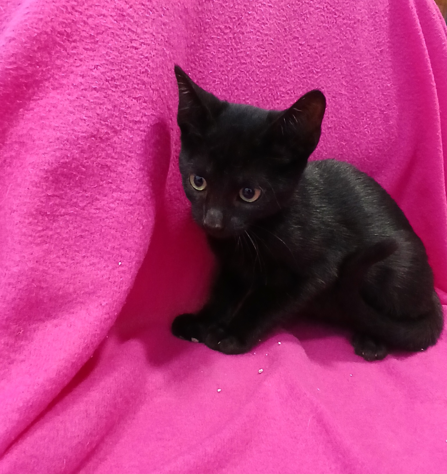 3ªgata preta fêmea