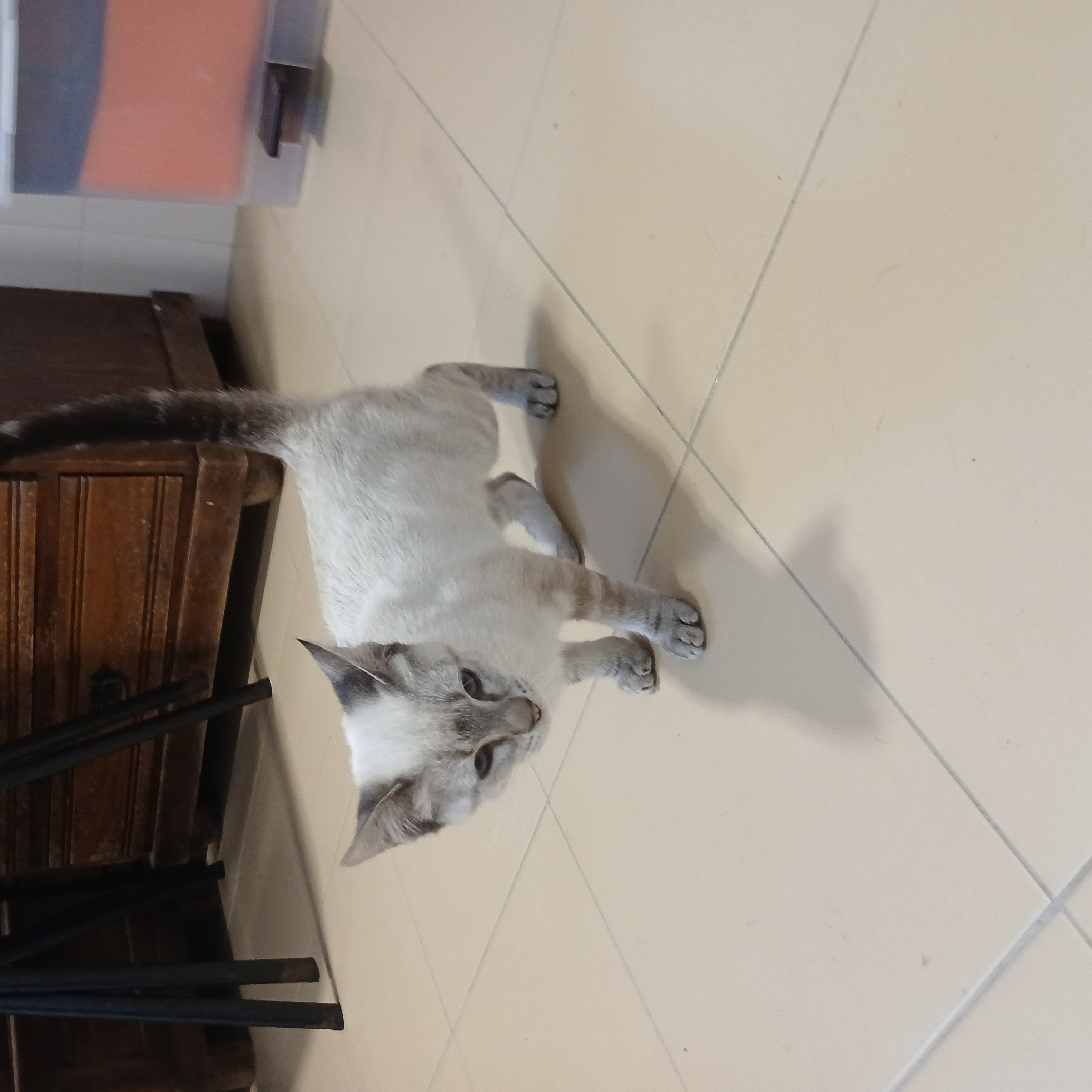chico