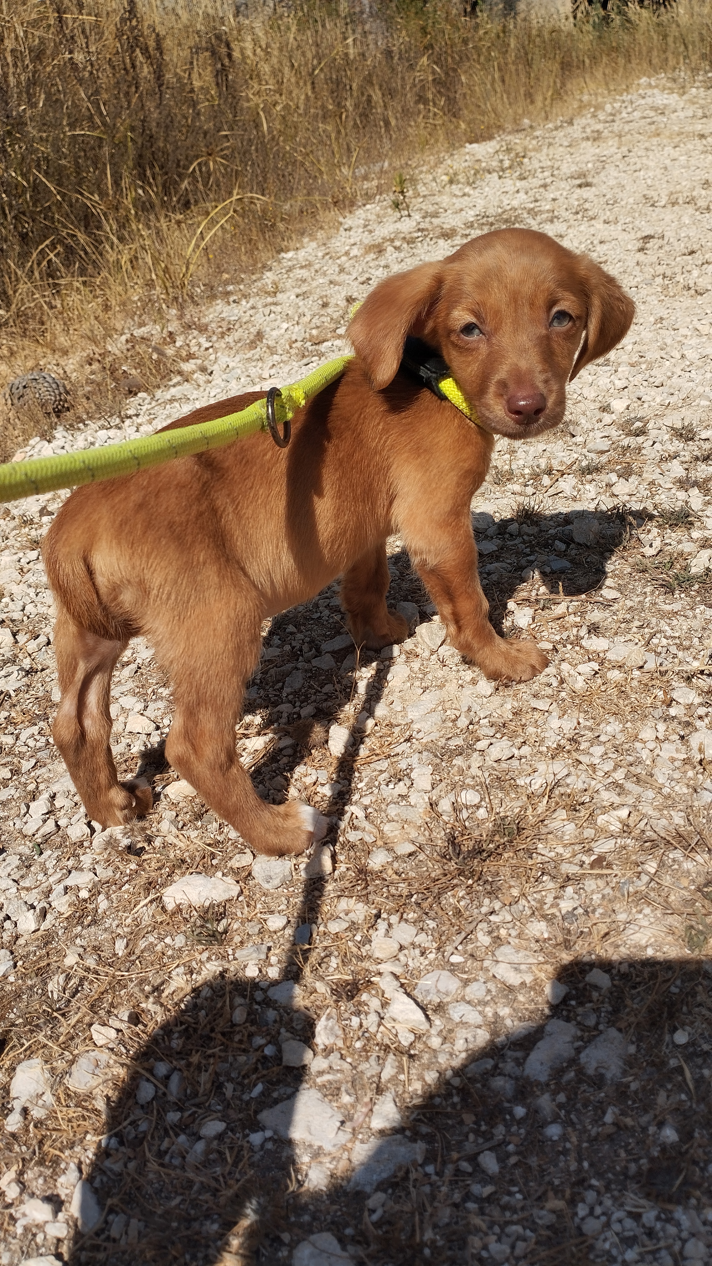 cão fêmea calipso