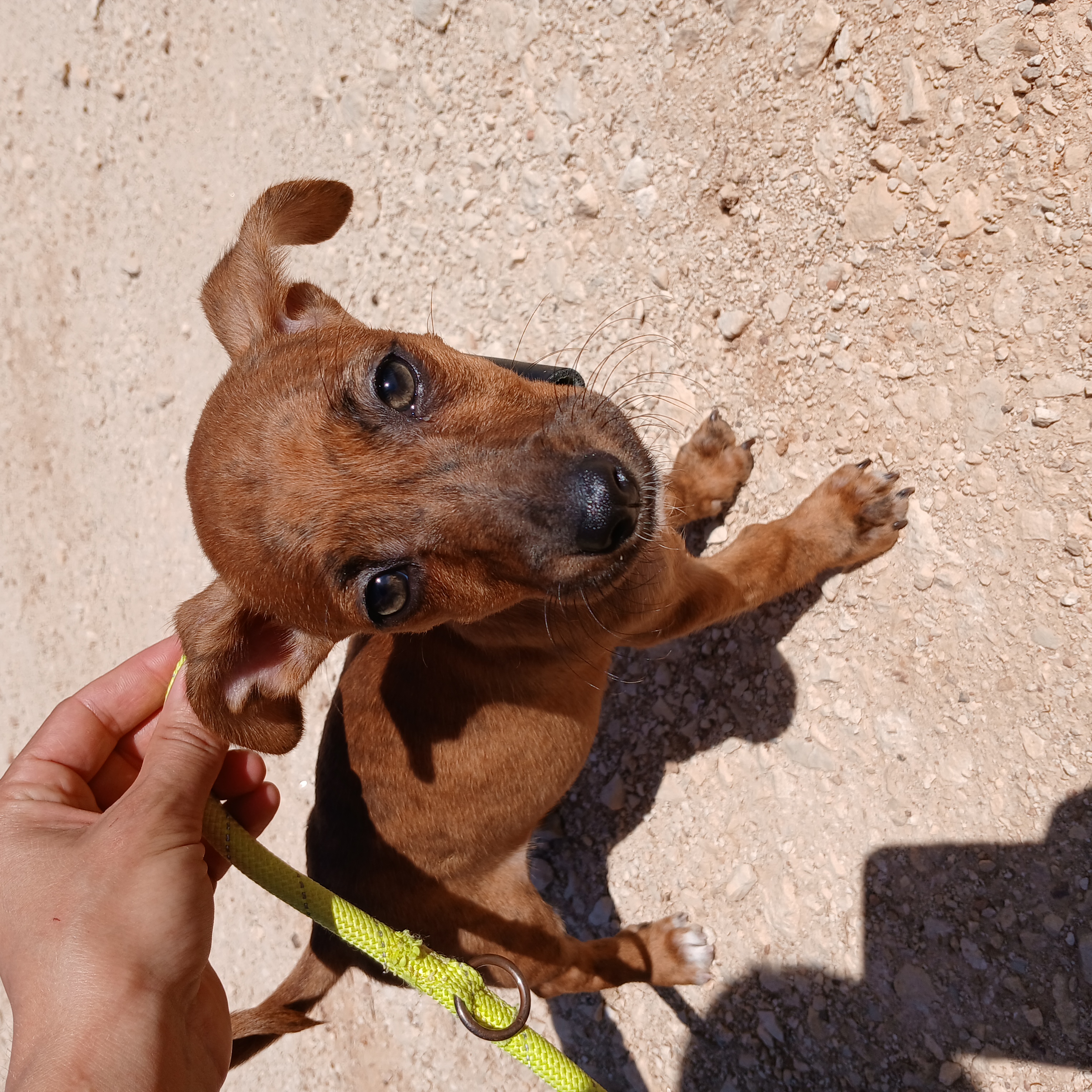cão fêmea olá