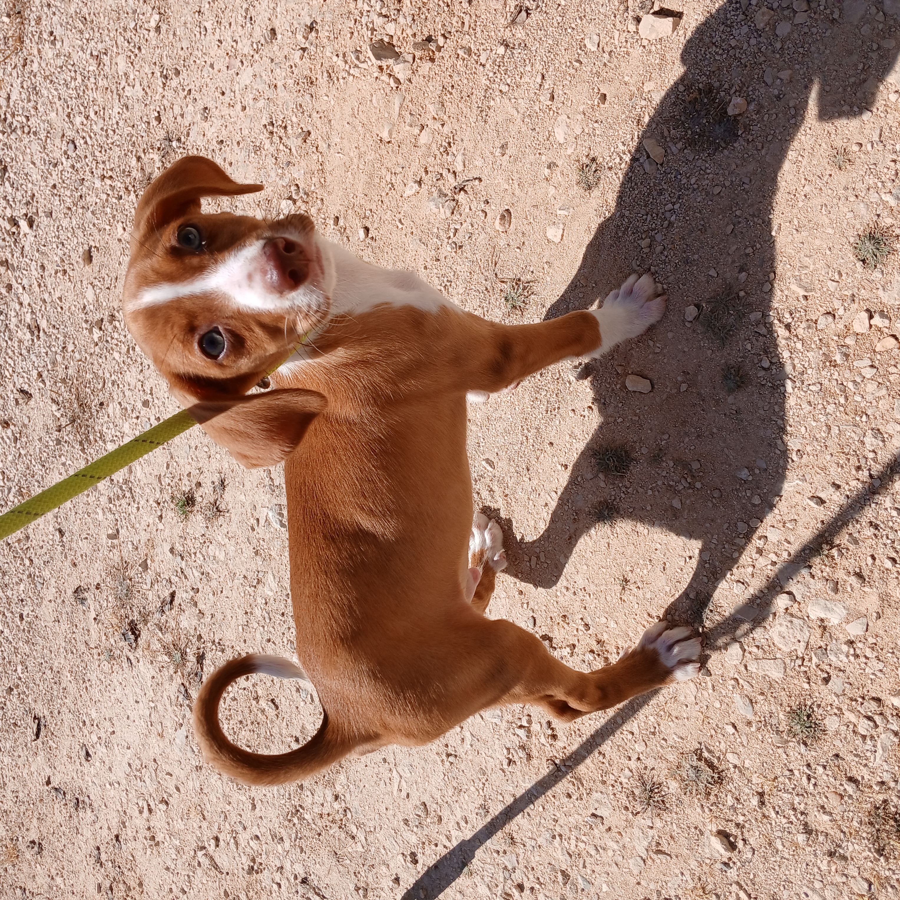 cão macho fizz