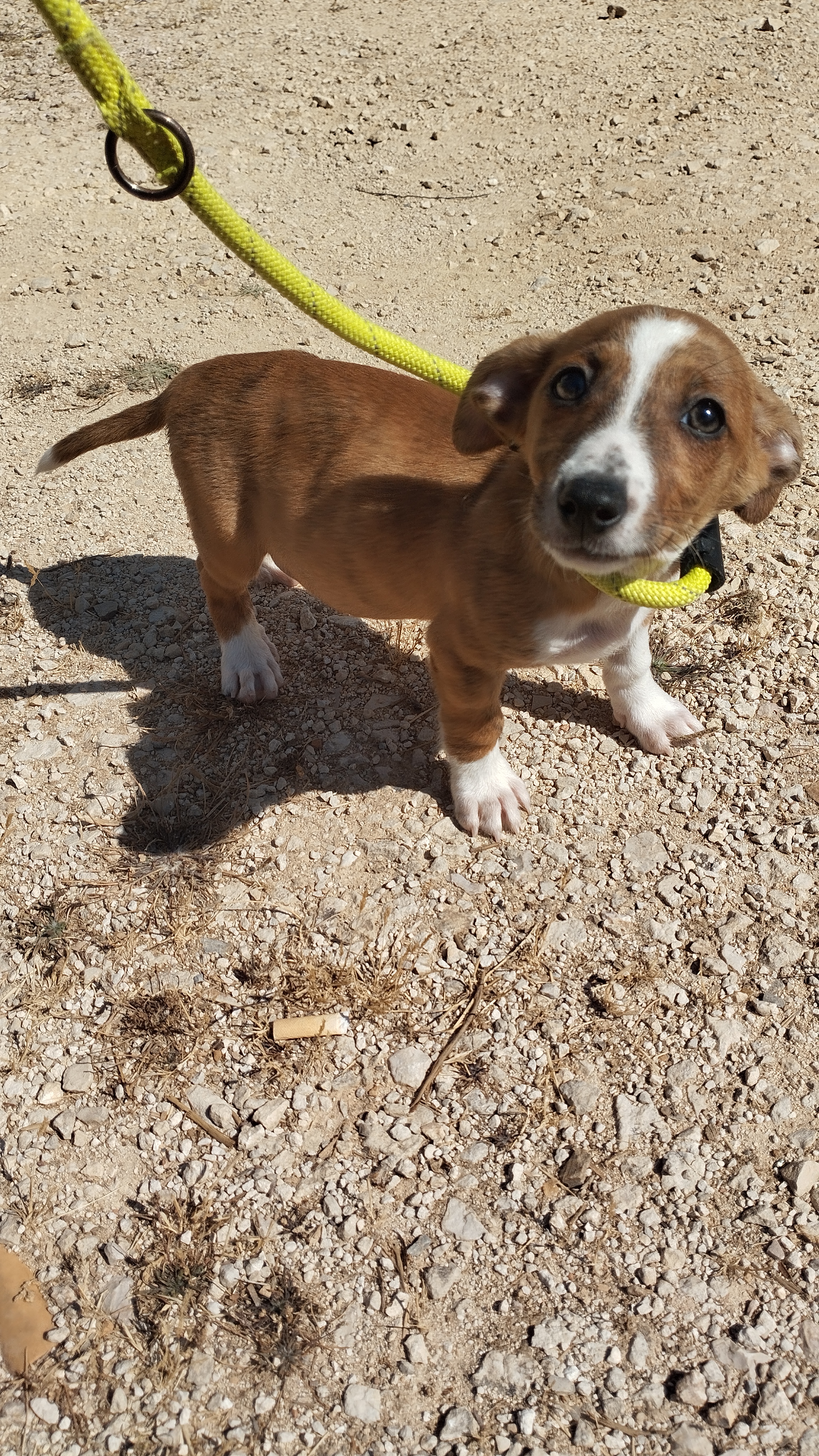 cão macho magnum