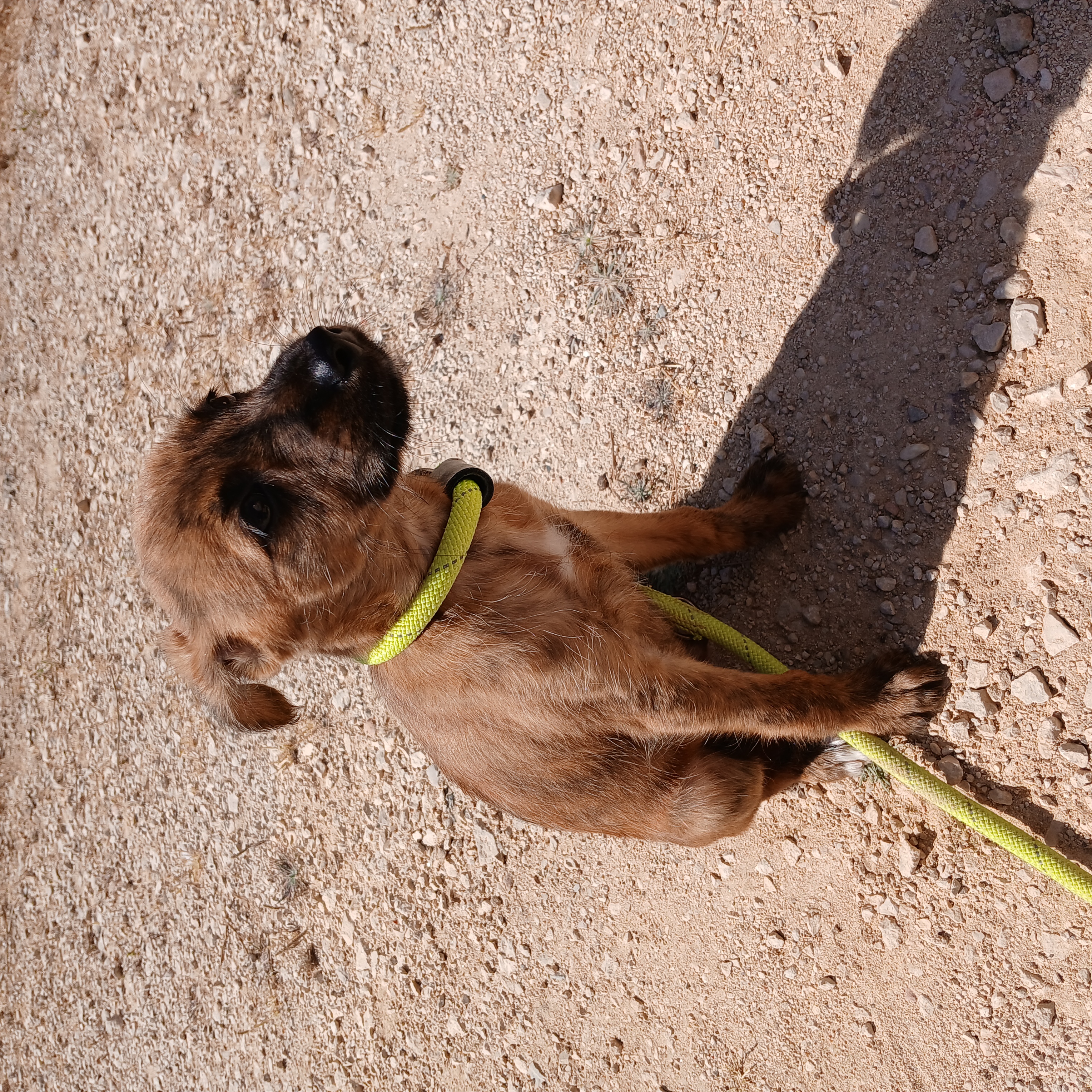 cão macho rol