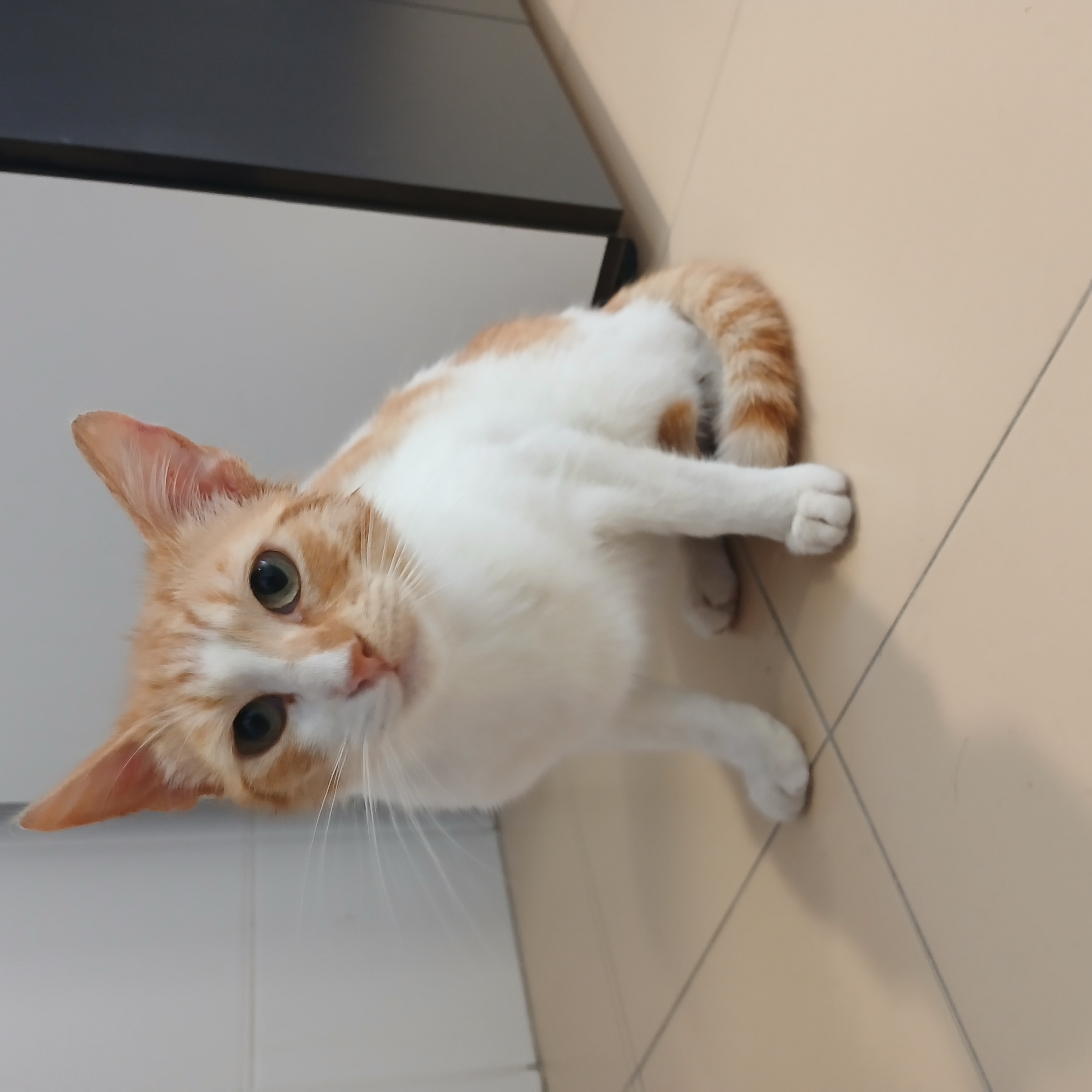 felino amarelo tigrado e branco