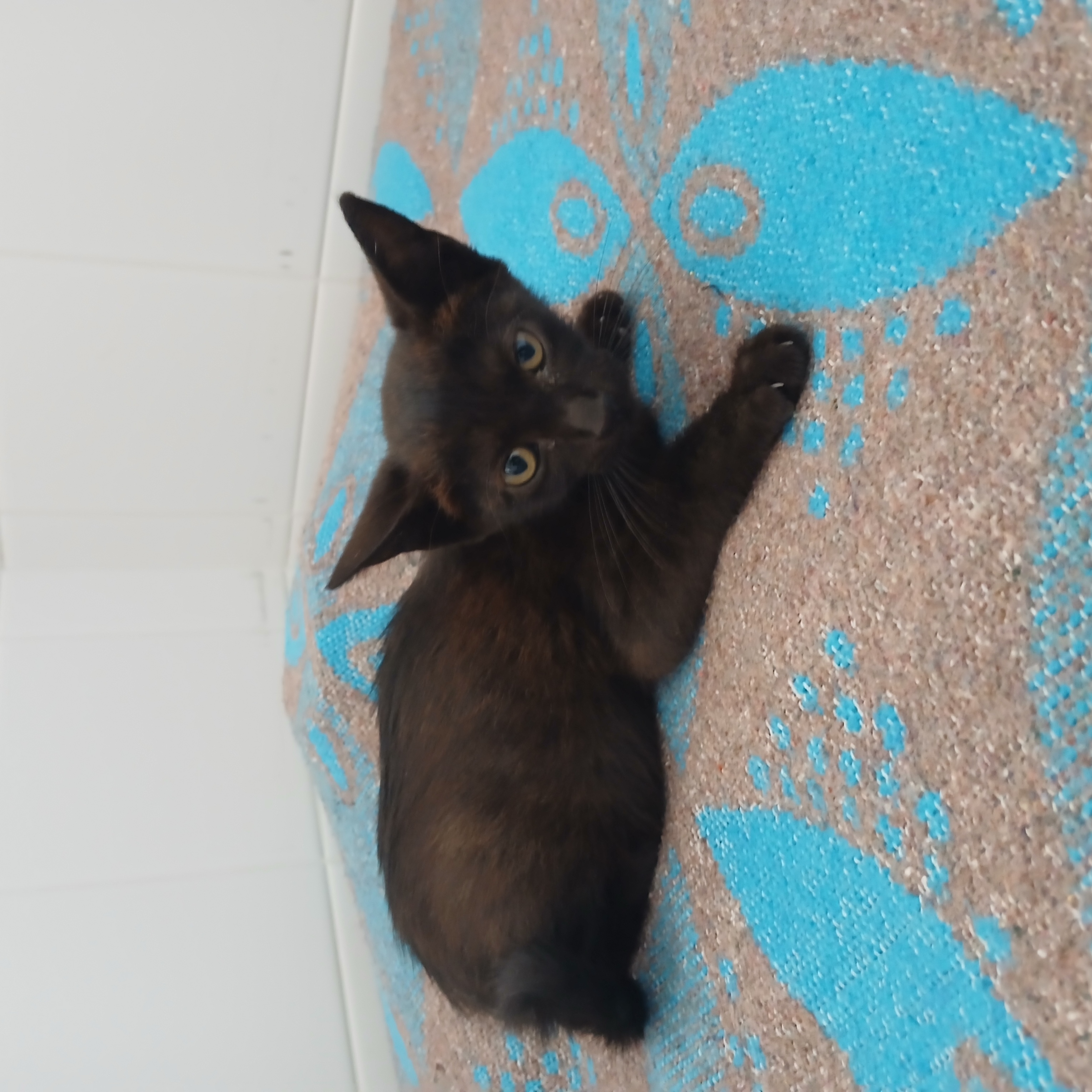 gata 6 agosto