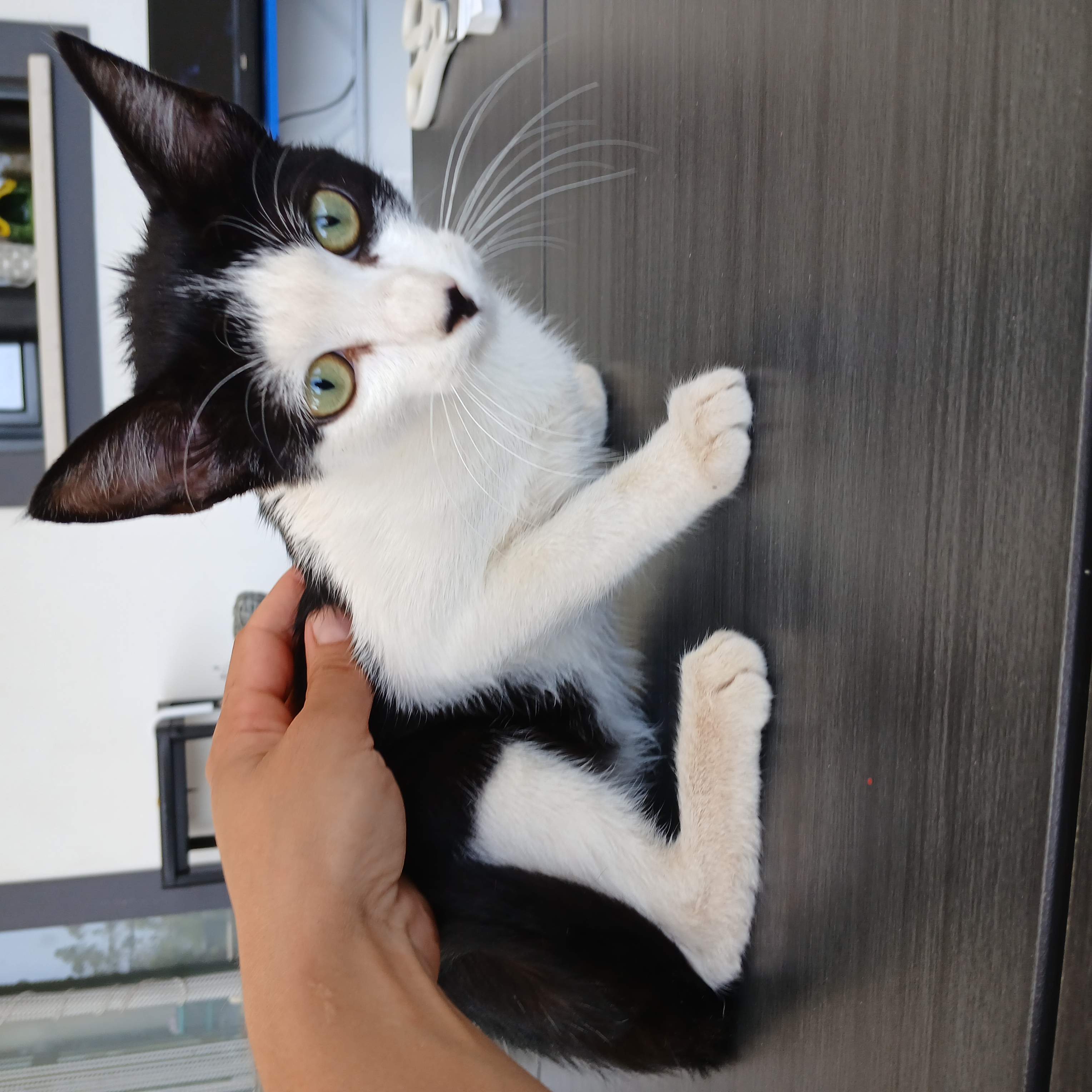 gato lamaceiros