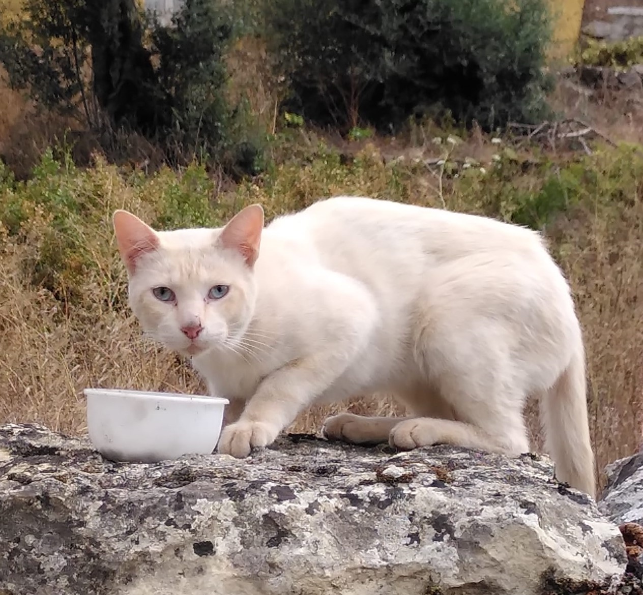 gato perdido chaos