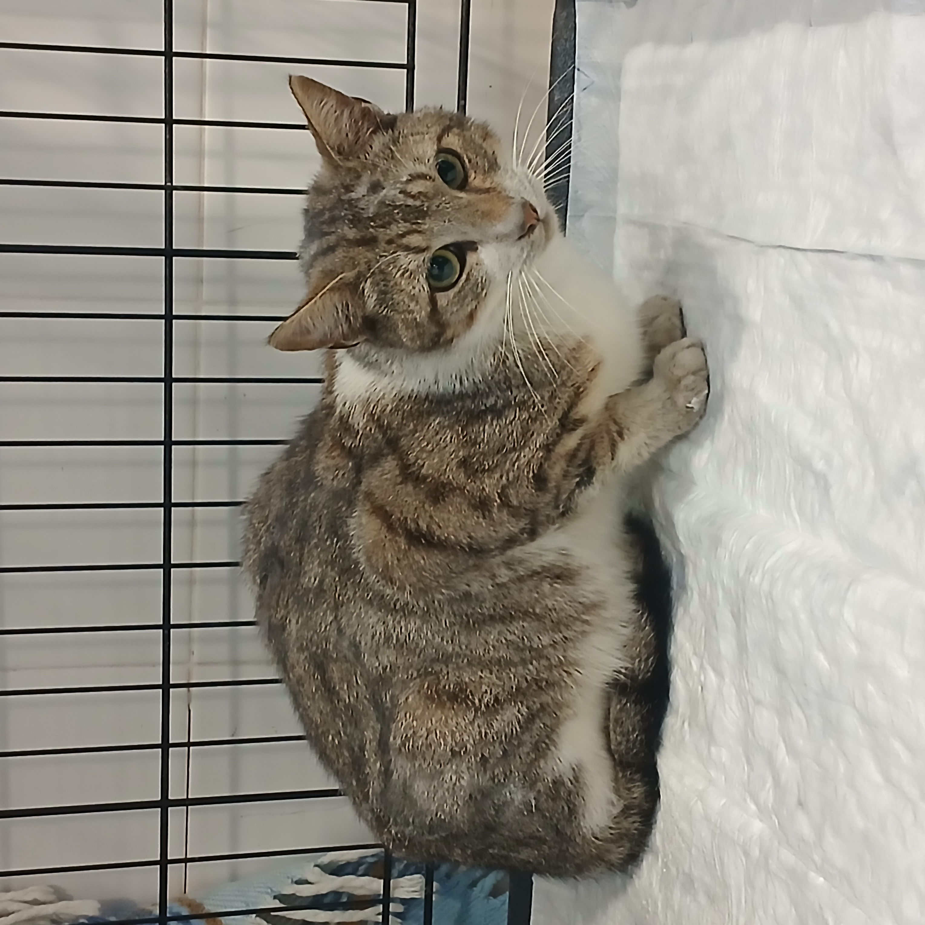 gato