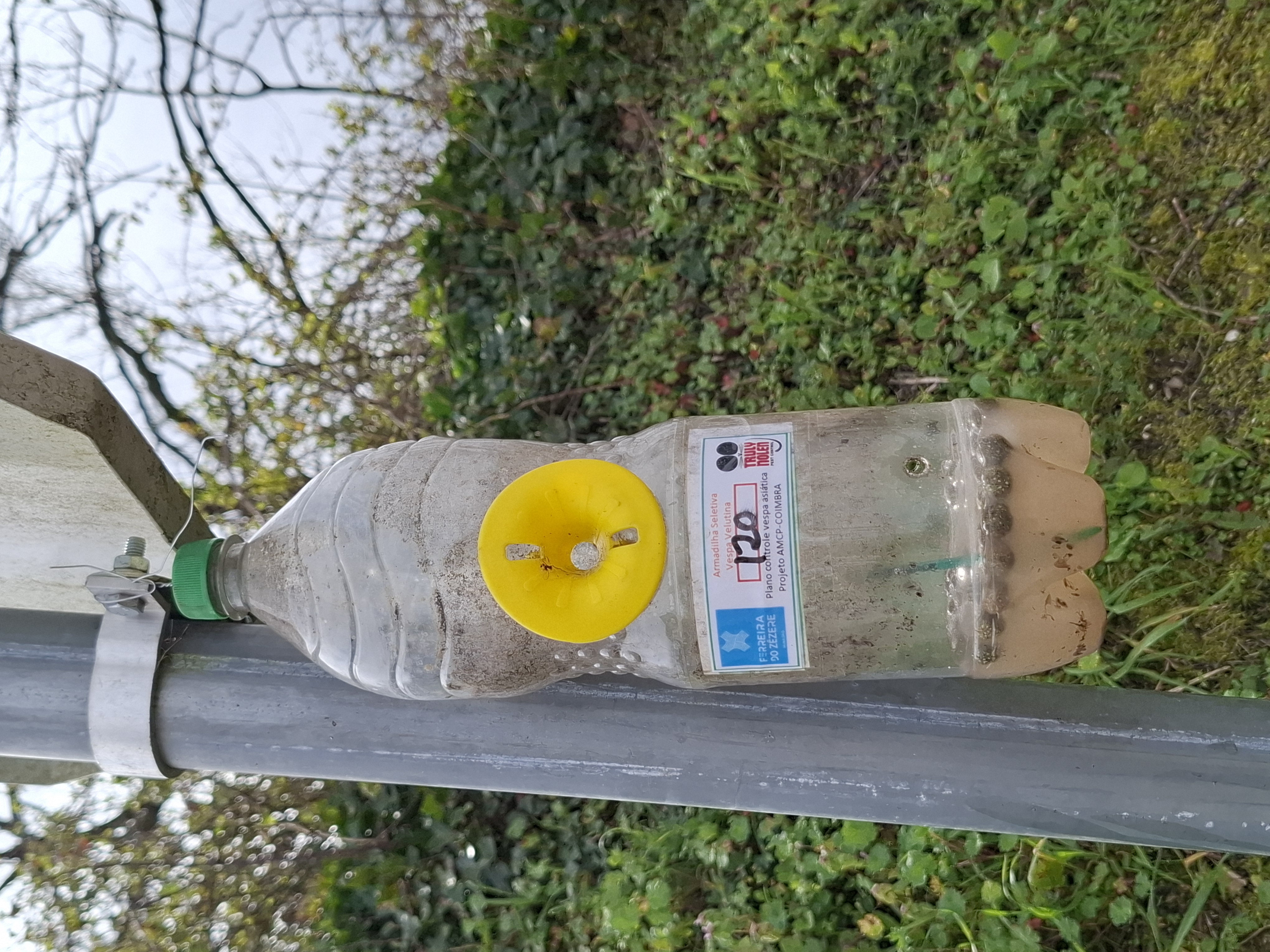 Município instalou 1000 armadilhas para vespa velutina