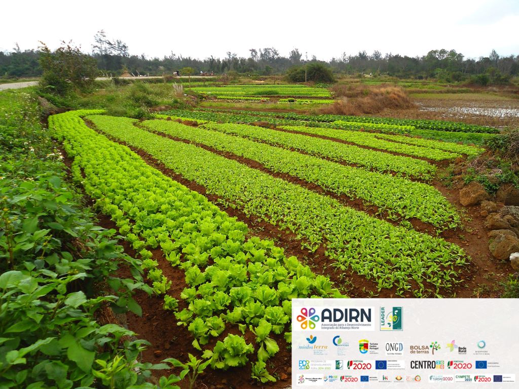 Pequenos Investimentos nas Explorações Agrícolas