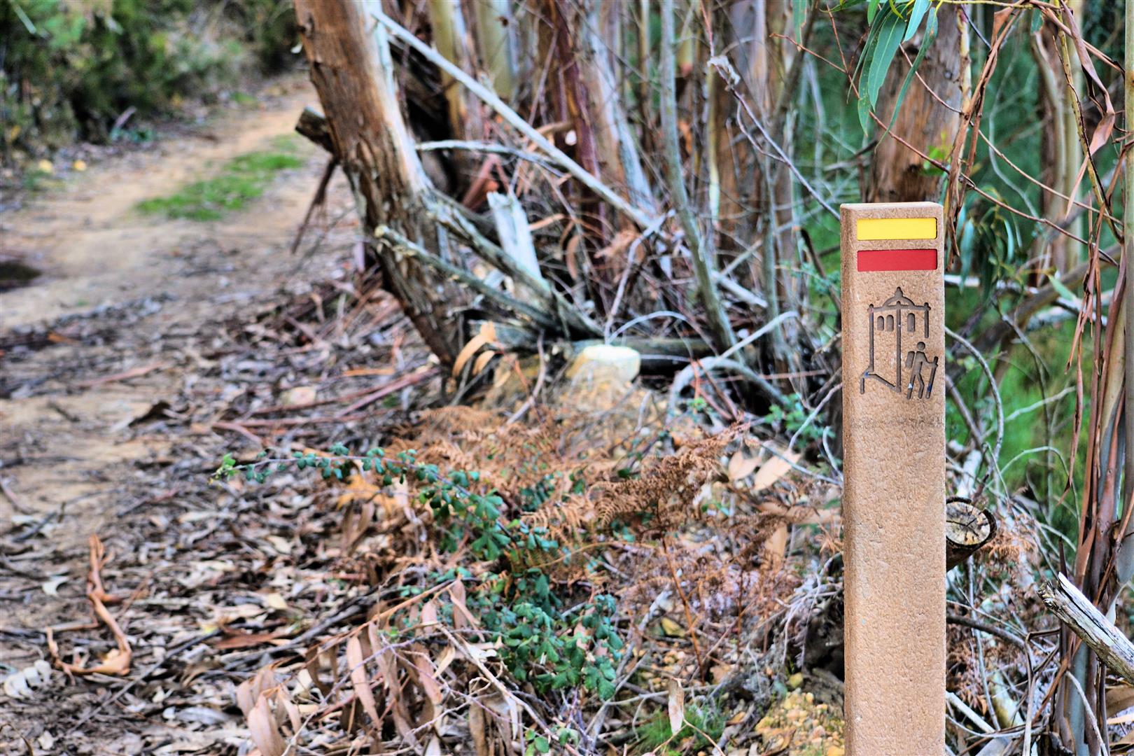 Operações florestais no Vale Serrão