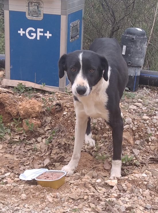 Cão recolhido pelo Município 17-03-2022