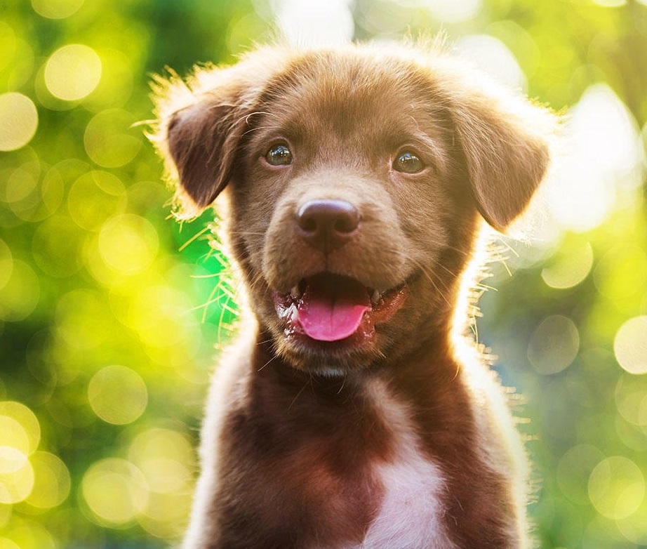 Vacinação antirrábica e identificação eletrónica 2022