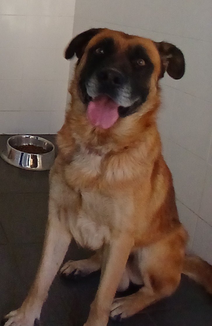 cão outeiros