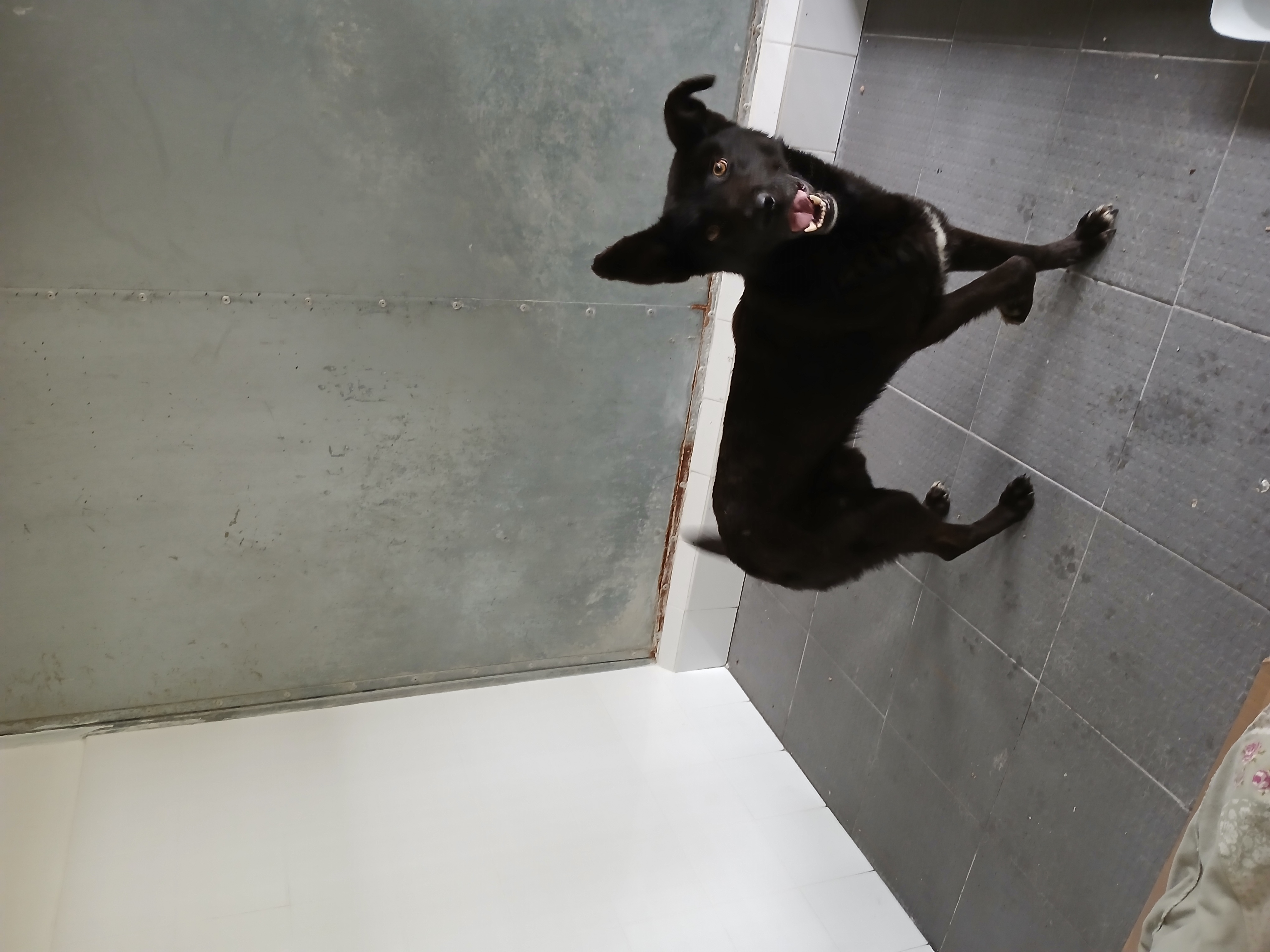 cão recolhido