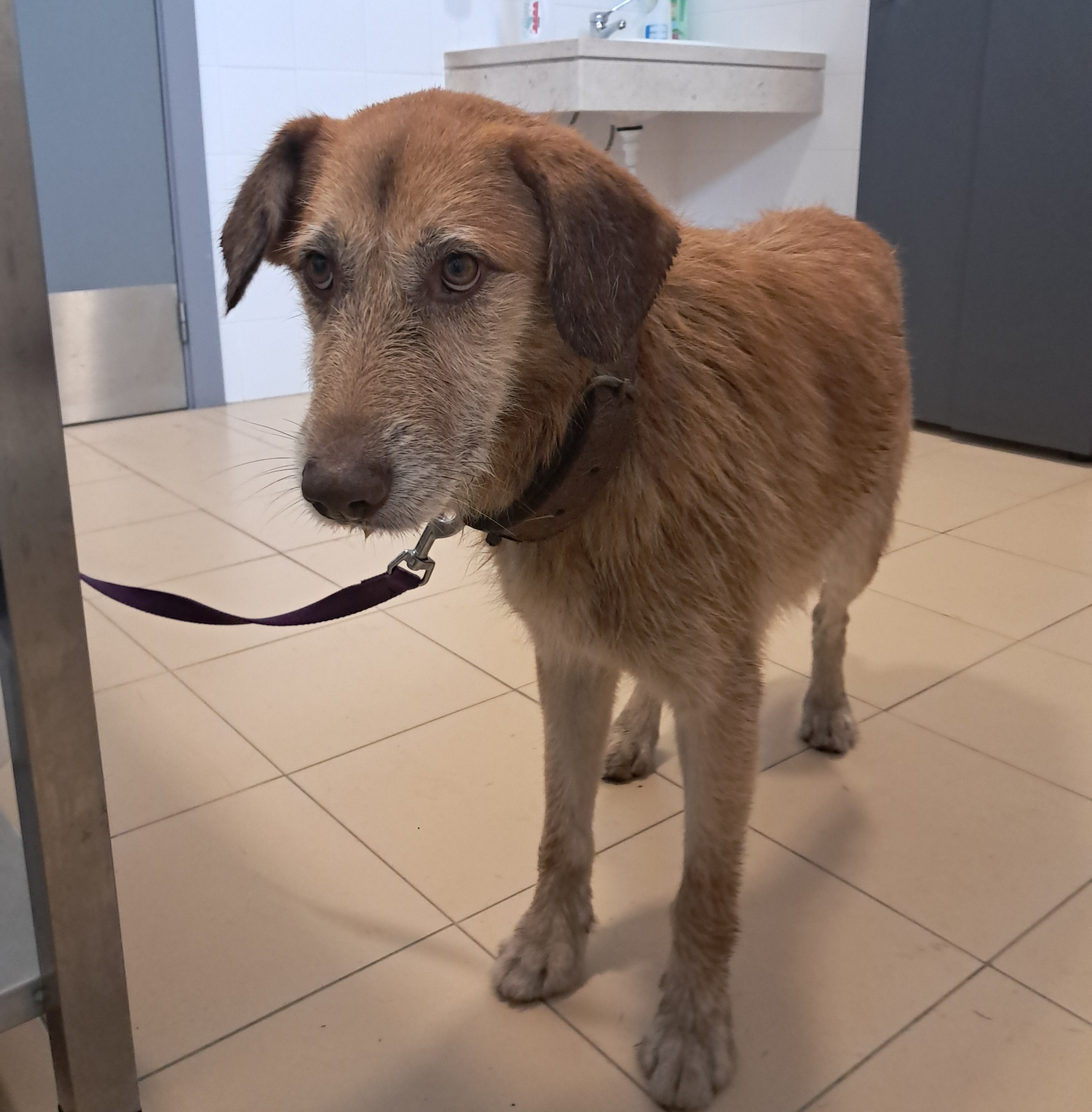 cão resgatado bombeiros