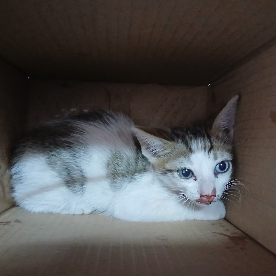 gatinho 7.8.2025